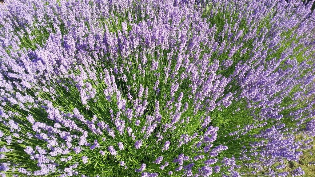 Grundstück zum Kauf 299.000 € 602 m² Grundstück Hintern Hof 19-21 Obergänserndorf 2111